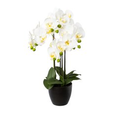 Phalaenopsis x4, 55cm, weiß im Resintopf 14,5x13cm