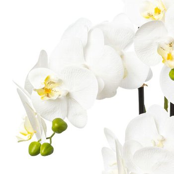 Phalaenopsis x4, 69cm weiß im Resintopf 15,5x14,5cm