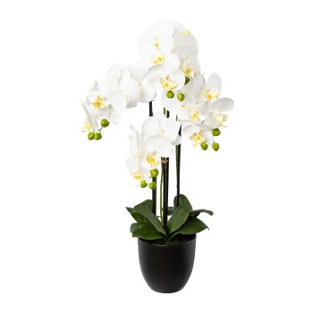 Phalaenopsis x4 in resin pot, 69cm, white
