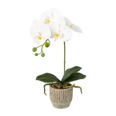 Phalaenopsis in ceramic pot, 36cm, white