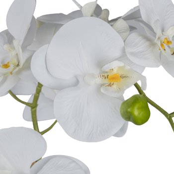 Phalaenopsis x 2 im Keramiktopf, 55cm, weiß
