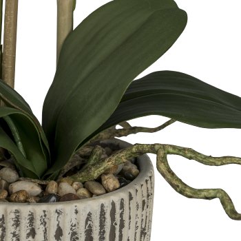 Phalaenopsis x 2 im Keramiktopf, 55cm, weiß