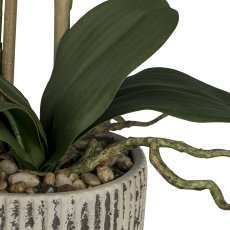 Phalaenopsis x 2 im Keramiktopf, 55cm, weiß