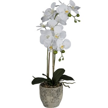 Phalaenopsis x 2 im Keramiktopf, 55cm, weiß