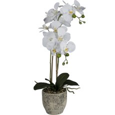 Phalaenopsis x2 in ceramic pot, 55cm, white