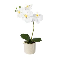Phalaenopsis in ceramic pot,