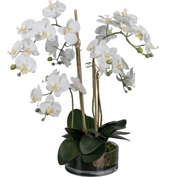 Phalaenopsis im Glas, 50cm, weiß