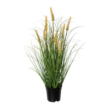 Pennisetum in pot