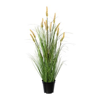 Pennisetum in pot