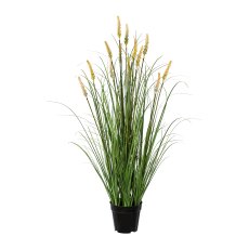 Pennisetum in pot, 95cm