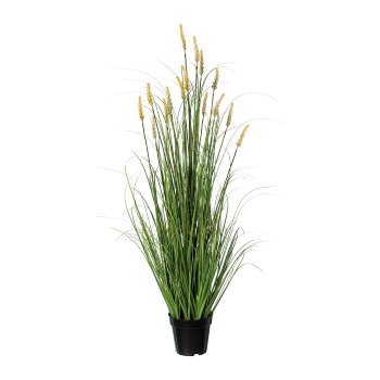 Pennisetum in pot, 120cm