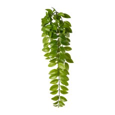 Columnea hanging branch, 69