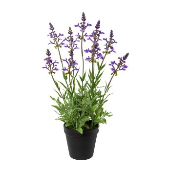 Salvia in pot, 44cm, lavender