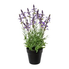 Salvia in pot, 46 cm, lavender