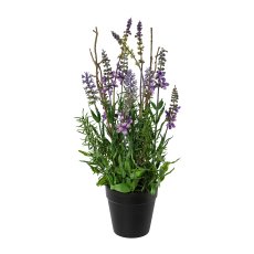 Lavender in pot, 35 cm,