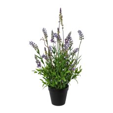 Lavender in pot, 48cm, lavender