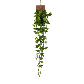 Philo leaf tendril on wood, 103cm, green