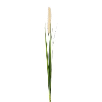 Pennisetum, 85cm, cream