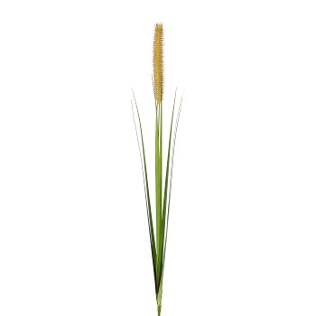 Pennisetum, 85cm, green