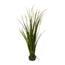 Miscanthus im Erdballen, 75 cm