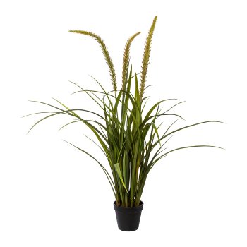 Miscanthus in pot, 90cm