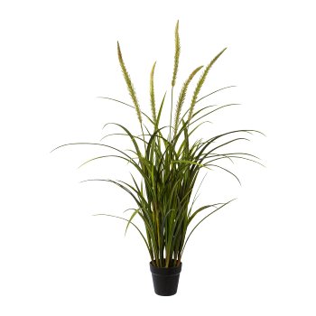 Miscanthus in pot, 120cm