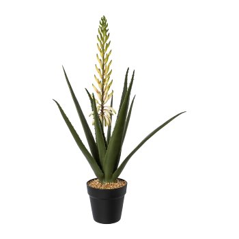 Aloe mit Blüte im Topf, 65cm, weiß-grün