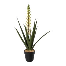 Aloe mit Blüte im Topf, 65cm, weiß-grün