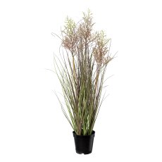 Riding grass in pot, 83cm, variegated,