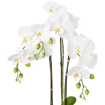Phalaenopsis im Silbertopf, 55cm, weiß,