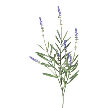 Lavender bush, 50cm, lavender