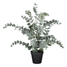 Eucalypthus in plastic pot, 53cm, gray-green