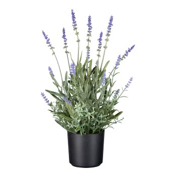 Lavendel im Kunststofftopf, 40 cm