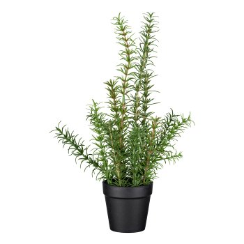 Rosemary in plastic pot, 38cm