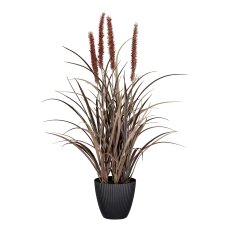 Pennisetum in pot, 54cm, brown