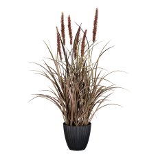 Pennisetum in pot, 63cm, brown