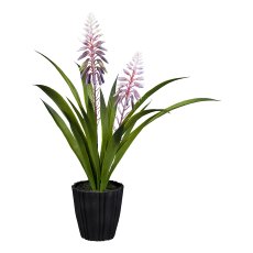 Torch lily in pot, 44 cm,