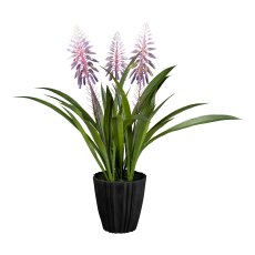 Torch lily in pot, 49 cm,