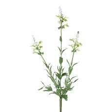 Salvia bush, 40 cm, white