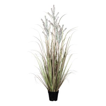 Ornamental grass in pot, 125 cm, green-pink