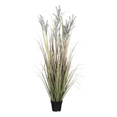 Ornamental grass in pot, 150 cm, green-pink