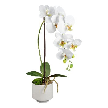 Phalaenopsis in ceramic pot, 55cm, white