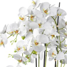 Phalaenopsis in Keramikschale, 63cm, weiß