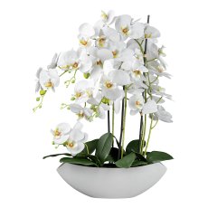Phalaenopsis in ceramic bowl, 63cm, white