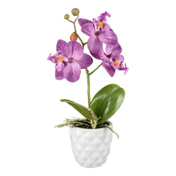 Phalaenopsis in ceramic pot, 25cm, purple