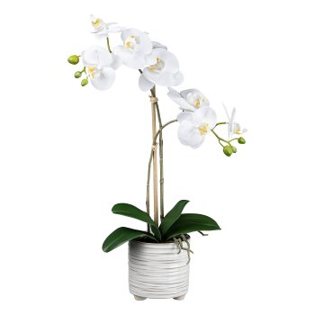 Phalaenopsis in ceramic pot, 50cm, white