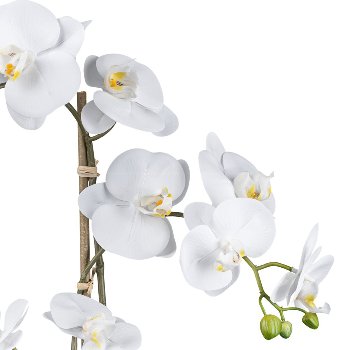 Phalaenopsis in ceramic pot, 58cm, white