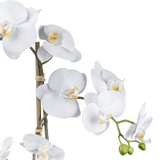 Phalaenopsis in ceramic pot, 58cm, white