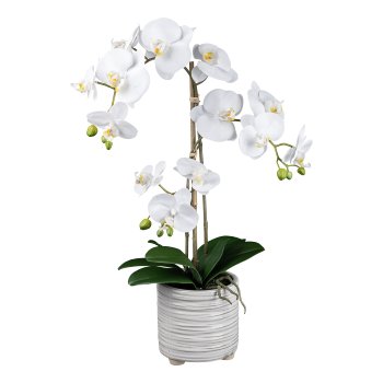 Phalaenopsis in ceramic pot, 58cm, white