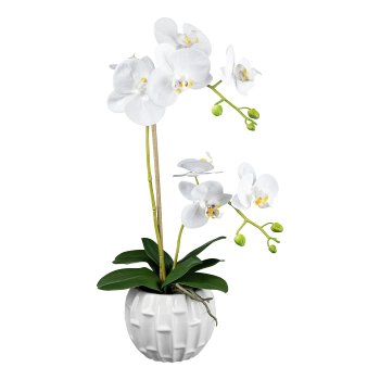 Phalaenopsis in ceramic ball vase, 55cm, white